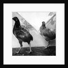 Manx bantams by George Bellett Cowen
